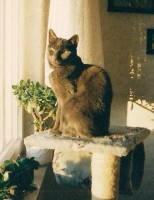 /album/fotogalerie-miezekatzen/pinki-am-fenster-jpg/